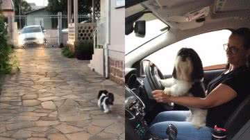 Reprodução/TikTok @robertalevien