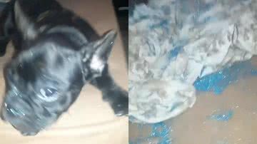 Reprodução/ Facebook