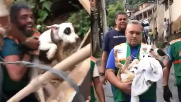 Reprodução/Secretaria do Meio Ambiente e Proteção Ambiental