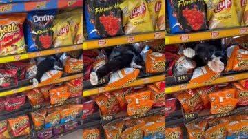 Reprodução/TikTok @ bodegacats_