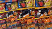 Reprodução/TikTok @ bodegacats_