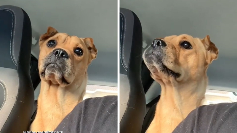 Reprodução/TikTok @jezanshoes