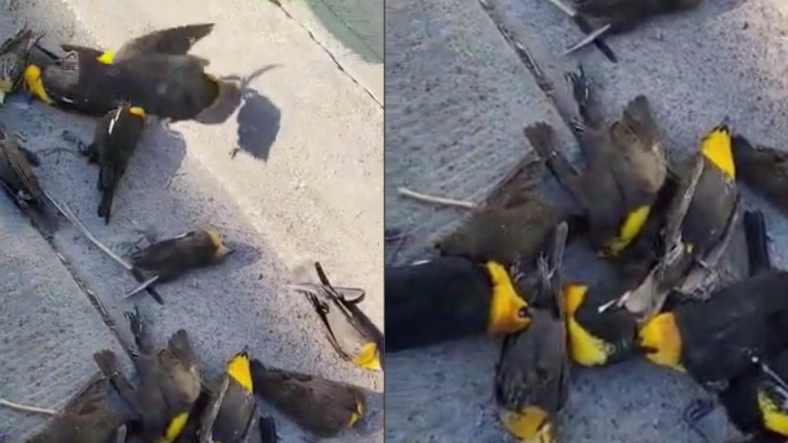 Cientos de aves caen muertas del cielo y el caso asusta a la población; entender y ver video