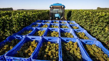 Imagem ‘Bahia deve entrar nos principais destinos enoturísticos do país’, aponta vice-governador