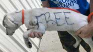 Reprodução/Ross County Humane Society