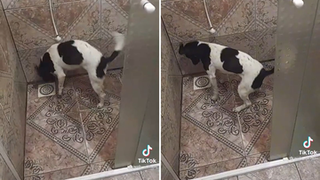 Reprodução/TikTok @web_.primas