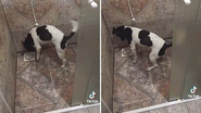 Reprodução/TikTok @web_.primas