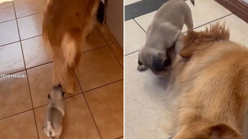 Reprodução/TikTok @vaniafontanbiernaski