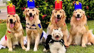 Reprodução/Instagram @sexteto4patas