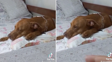 Reprodução/TikTok @mayapitbullife