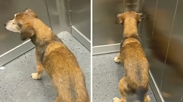 Reprodução/TikTok @princesa_lata