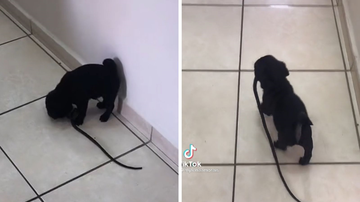 Reprodução/TikTok @mylenaamorais