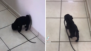 Reprodução/TikTok @mylenaamorais