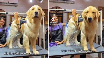 Reprodução/TikTok @thegoldenalfredo