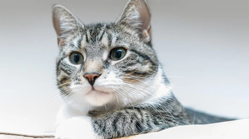 Foto Ilustrativa/Pixabay