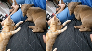 Reprodução/TikTok @vaanessaaborges23