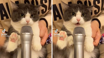 Reprodução/TikTok @dudulagato