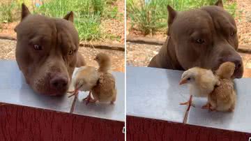 Reprodução/TikTok @brenoc038