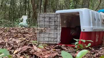 Reprodução/Acervo Bracell