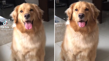 Reprodução/TikTok @meg.a.golden