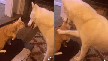 Reprodução/TikTok @gracesage9177