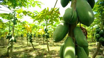 Safra de frutas - Tomaz Silva/Agência Brasil