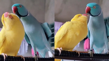 Reprodução/TikTok @blueringneck20