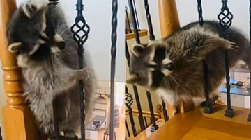 Reprodução/ Youtube @Viralhog