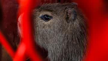 Divulgação/Corpo de Bombeiros