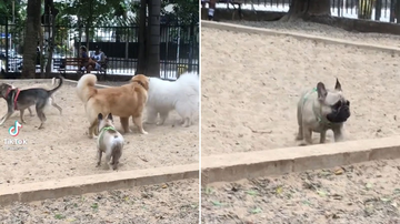 Reprodução/TikTok @biaosso