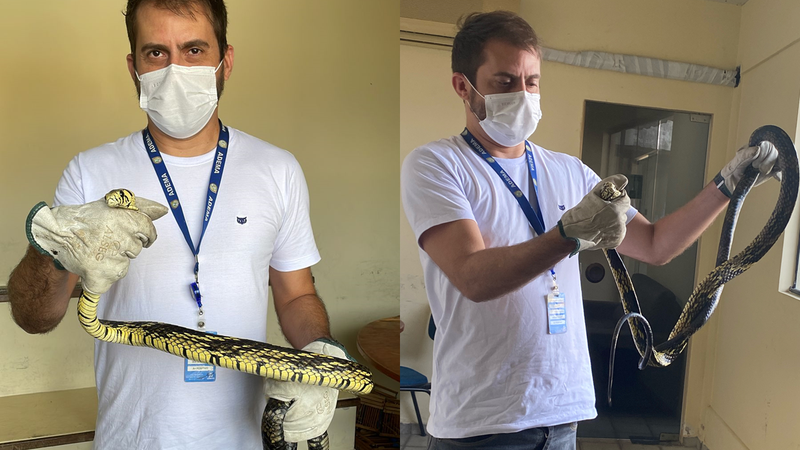 Divulgação/Adema