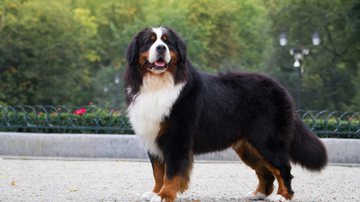 Divulgação /Guia Animal