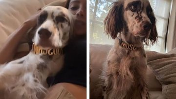 Imagem Anitta mostra cachorro usando coleira de grife caríssima; saiba valor