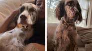 Imagem Anitta mostra cachorro usando coleira de grife caríssima; saiba valor