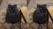 Reprodução/TikTok
