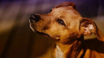 Foto Ilustrativa/Pixabay