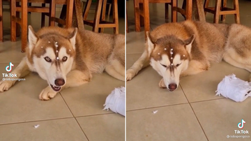 Reprodução/TikTok @lobaperigosa