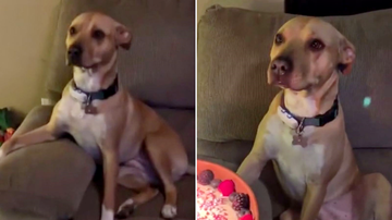 Reprodução/The Dodo