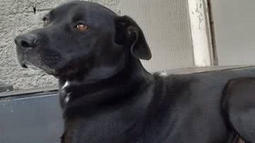 Reprodução/Twitter