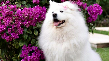 Reprodução/Instagram @bella.samoieda