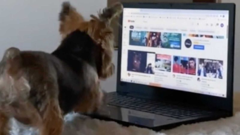 Reprodução/TikTok @narebrambi