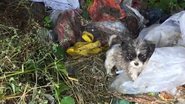 Reprodução/Youtube/The Dodo