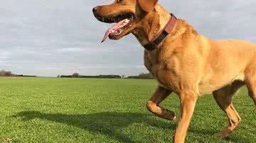 Reprodução/petlove