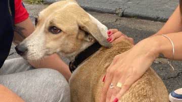 Imagem Cadela Pandora está desnutrida, desidratada e com fraqueza, aponta laudo