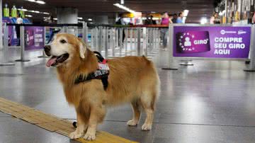 Divulgação /MetrôRio