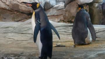 Reprodução/hypeness