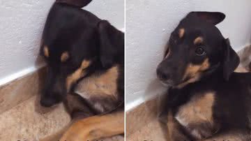 Reprodução/TikTok @pet_miamaria