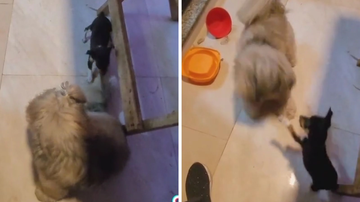 Reprodução/TikTok @lukeshihtzsu