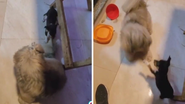 Reprodução/TikTok @lukeshihtzsu