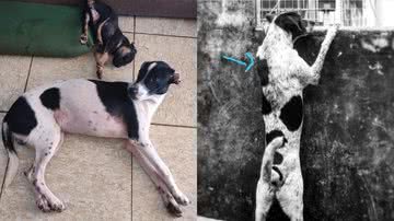 Reprodução/RedesSociais